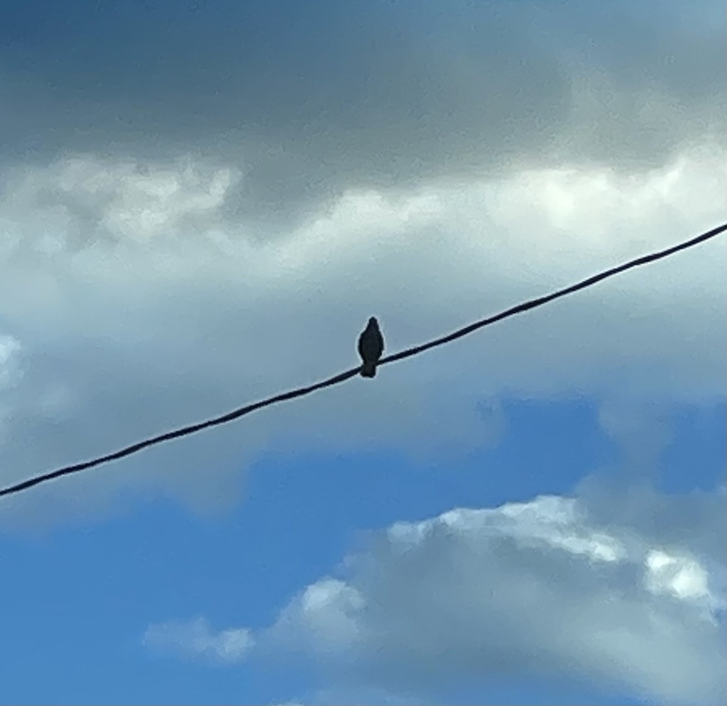 Fish Crow from Cooledge Rd, Tucker, GA, US on April 4, 2024 at 0542 PM
