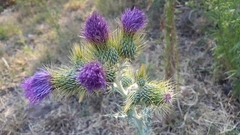 Cirsium rhaphilepis
