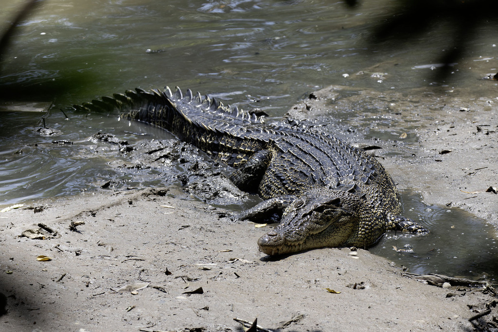 Saltwater crocodile on a muddy bank at the edge of the water, seen from the side