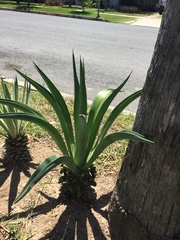 Agave salmiana