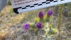 Cirsium rhaphilepis