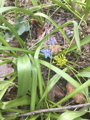 Scilla siberica