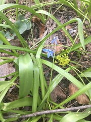Scilla siberica