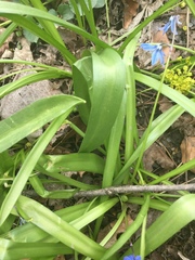 Scilla siberica