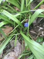 Scilla siberica