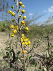 Echinopterys eglandulosa