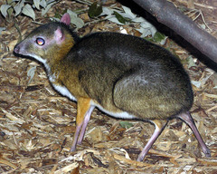 Lesser Mouse-Deer photo 4