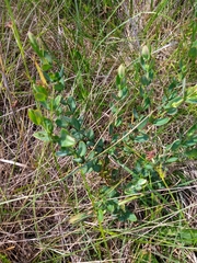 Hypericum crux-andreae