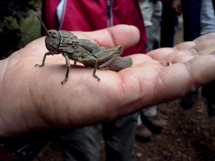 Acinipe galvagnii