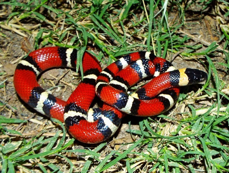 Kingsnakes and Milk Snakes from La Salle County on May 8, 2016 at 10:45 ...