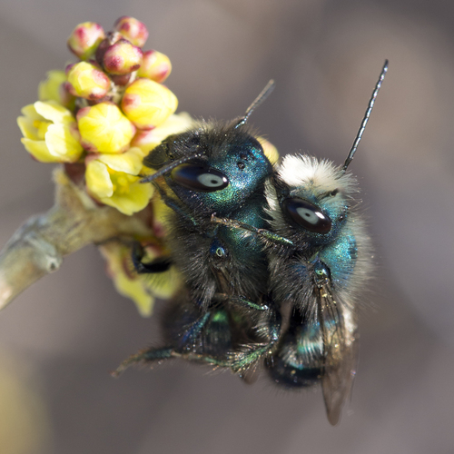 Blueberry Mason bee (Osmia ribifloris), a species recorded in Texas