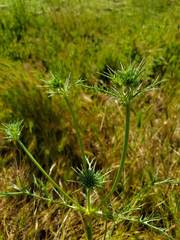 Eryngium spinosepalum