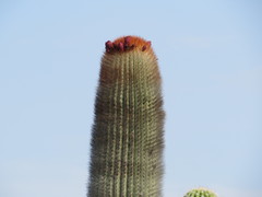 Cephalocereus macrocephalus