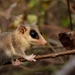 Gray Mouse Opossum - Photo (c) Rodrigo Arrazola, some rights reserved (CC BY-NC), uploaded by Rodrigo Arrazola