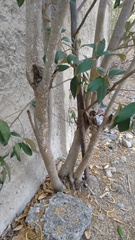 Capparis odoratissima