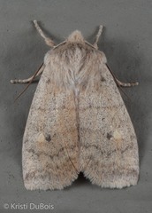 Eupsilia tristigmata