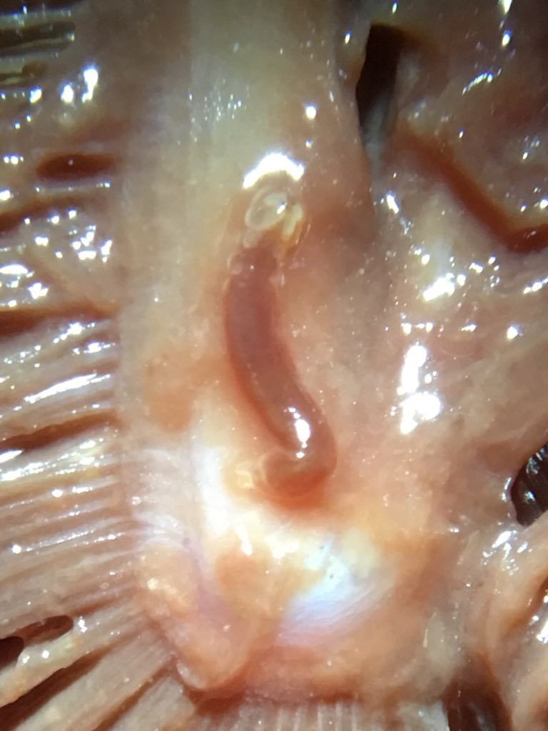 Tetraphyllidea