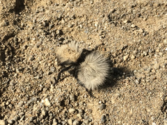 Dasymutilla sackenii
