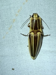 Semiotus ligneus image