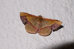 Fascellina plagiata