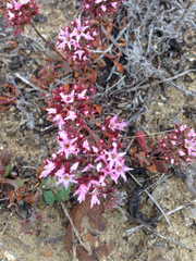 Chorizanthe fimbriata