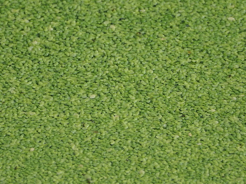 Image of Lesser Duckweed (Lemna aequinoctialis) by no rights reserved
