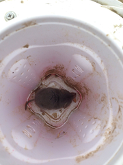 Notiosorex crawfordi