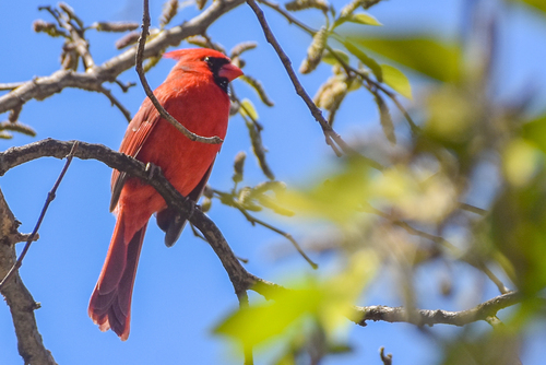 Northern Cardinal photographed in Oklahoma