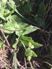 Matelea cynanchoides