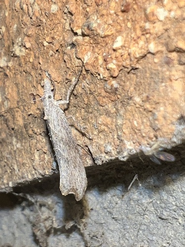 Ypsolopha falciferella photo 2