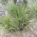 photo of Red Pine (Pinus resinosa)