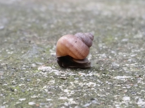 Pomatias elegans