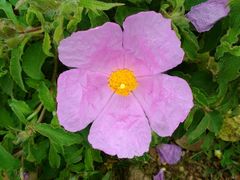 Cistus creticus eriocephalus