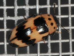 Ischyrus quadripunctatus