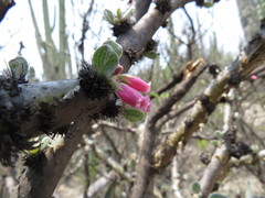 Jatropha neopauciflora