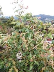 Weinmannia pubescens