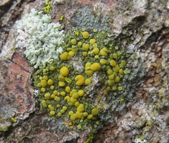 Caloplaca cerina