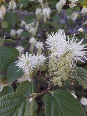 Fothergilla