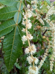 Weinmannia pubescens