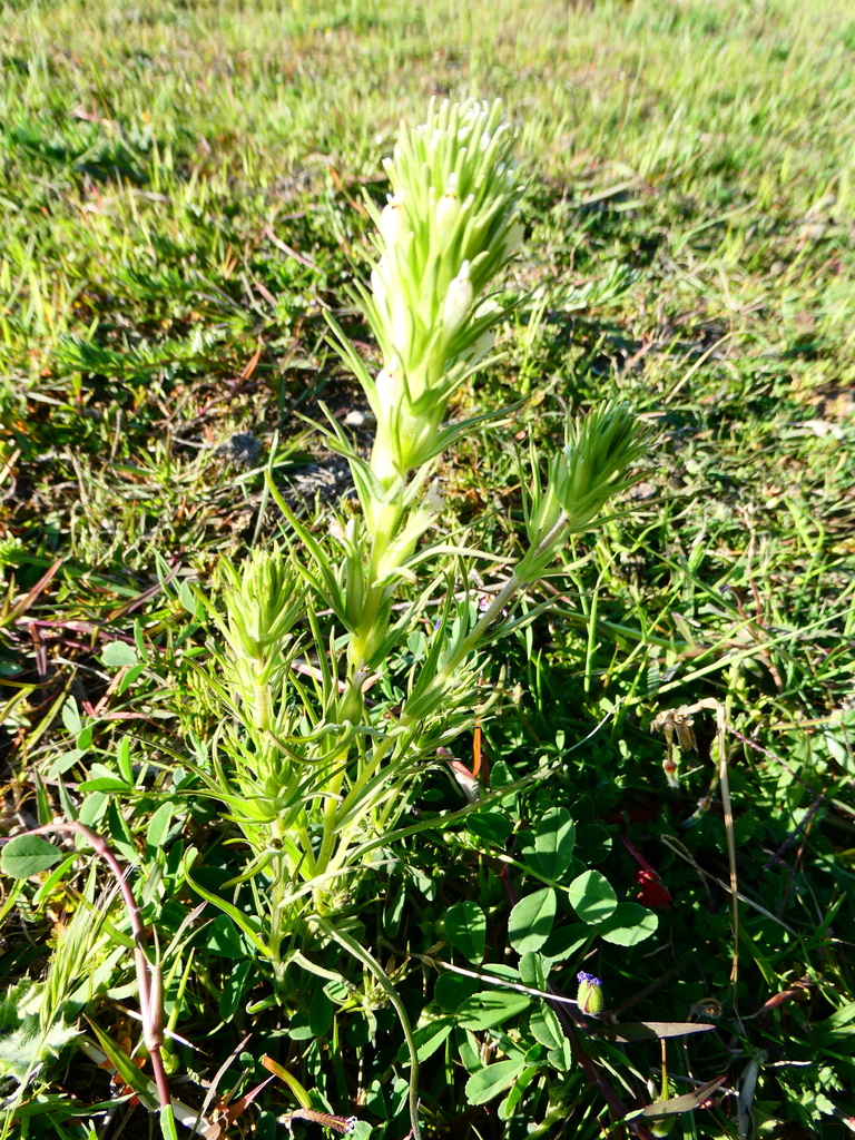 valley tassels in April 2024 by justinchappelle · iNaturalist