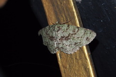 Ophthalmitis herbidaria
