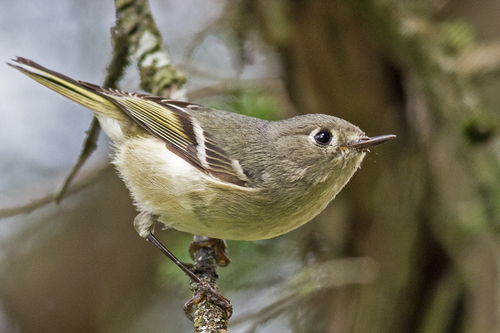 Ruby-crowned Kinglet photographed in New Jersey