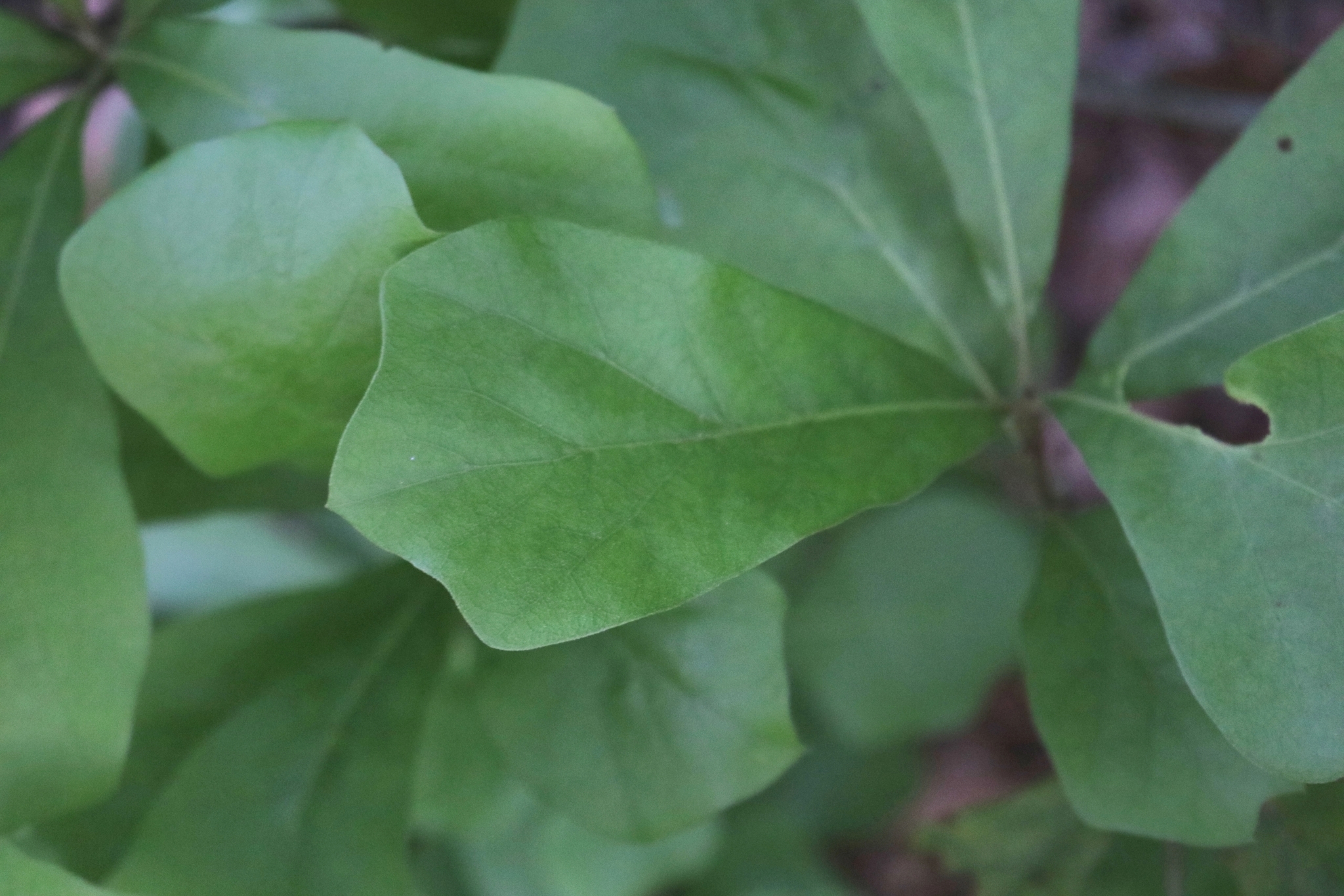 Quercus X sterilis