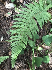 Polystichum dudleyi