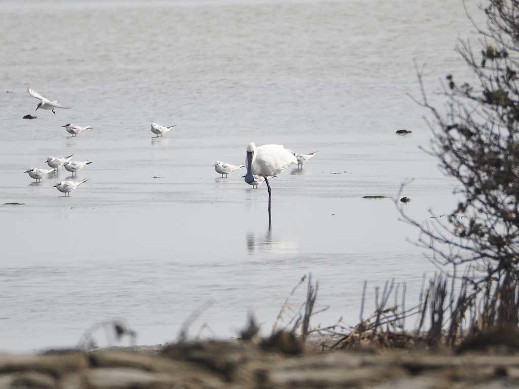 Black-faced spoonbill in Taiwan, iNaturalist research-grade observation