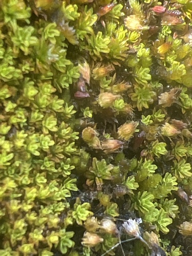 Macromitrium emersulum observed 2024-04-04