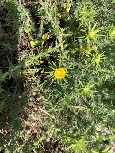 Centromadia perennis Greene