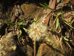 Noticastrum marginatum