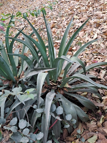 Image of Agave desmetiana by (c) Tarun Meena, some rights reserved (CC BY)