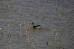 Podiceps nigricollis